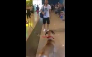 Sunce drago: Reakcija psa koji vidi svog vlasnika nakon tri godine (VIDEO)