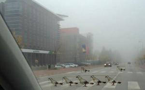 FOTO: Golubovi u Sarajevu 'ulovljeni' na pješačkom prijelazu