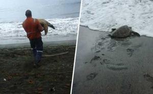 FOTO: Humanista kupio kornjače na pijaci za 50 dolara i pustio ih u okean