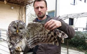 Nelegalna prodaja životinja u BiH: Za mladunce vuka traži se i 500 KM