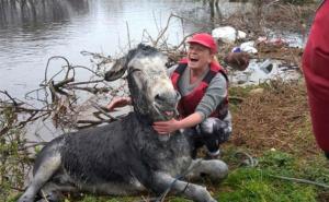 Jedan magarac je bio mnogo sretan nakon što su ga izbavili iz poplava: Osmijeh za sviju (FOTO)