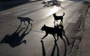 Pas Benjamina Netanyahua ugrizao dvoje ljudi na proslavi Hanuke