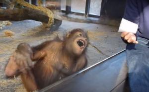 Orangutan se ne može prestati smijati nakon magičnog trika (VIDEO)