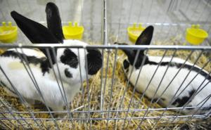 Sedma Državna izložba sitnih životinja: Pogledajte ptice, kuniće, autohtone vrste golubova (FOTO)