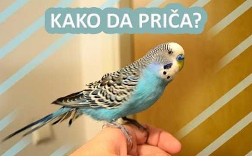 Korisni savjeti: Kako naučiti papagaja da priča? (VIDEO)