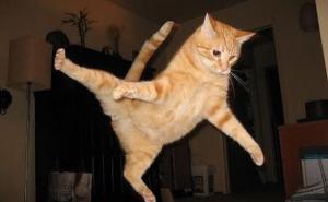 Presmiješni video: Mačke kojima skakanje ne ide od ruke 