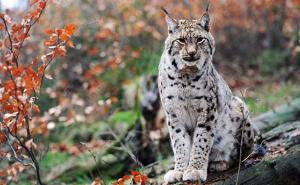 Ugrožene životinjske vrste u BiH: Od risa do tetrijeba