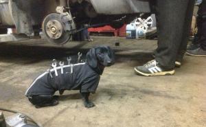 Potvrdio da je najbolji čovjekov prijatelj: Pas vam može pomoći da popravite automobil (FOTO)