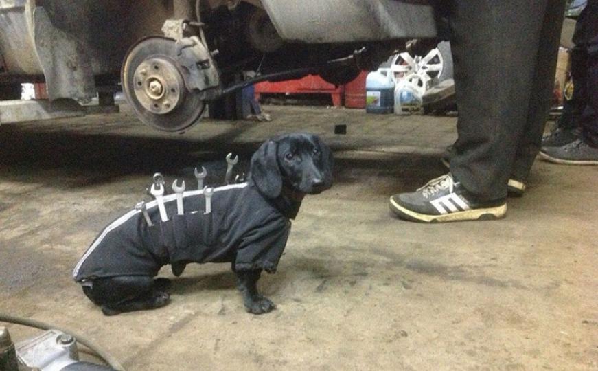 Potvrdio da je najbolji čovjekov prijatelj: Pas vam može pomoći da popravite automobil (FOTO)