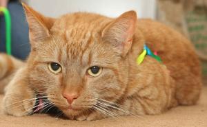 Sibir: Mačak Barsik za gradonačelnika!