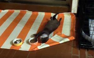 Lijena vidra je svima pokazala kako se uživa u 'grickalicama' (VIDEO)