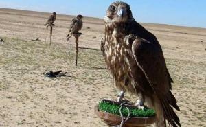 Naoružani napadači oteli grupu katarskih bogataša u pustinji u Iraku