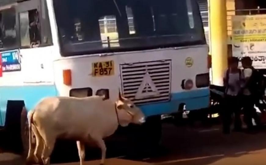 Dirljiva priča u Indiji: Krava 4 godine svakog dana zaustavlja bus koji joj je usmrtio tele (VIDEO)