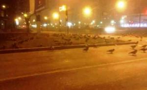 Dokazano: U Sarajevu i ptice idu pješke (FOTO)