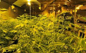 U kamionu namijenjenom dobrotvornim organizacijama uoči Božića pronađeno 130 kilograma kanabisa