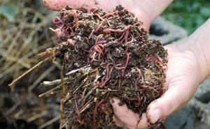 U Prijedoru proglašena epidemija glista