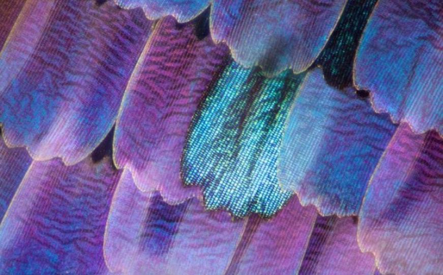 Zadivljujuće fotografije pod mikroskopom: Možete li pogoditi šta je ovo? (FOTO)