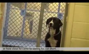 Sreća jednog psa kada shvati da će biti udomljen (VIDEO)