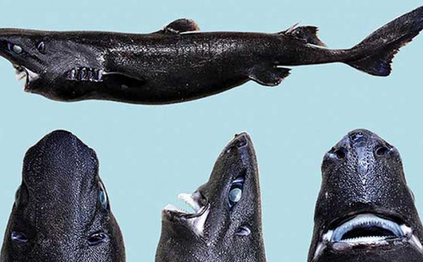 Nazvali je ninja ajkula: Naučnici otkrili novu vrstu ajkule koja je crna i svijetli u mraku