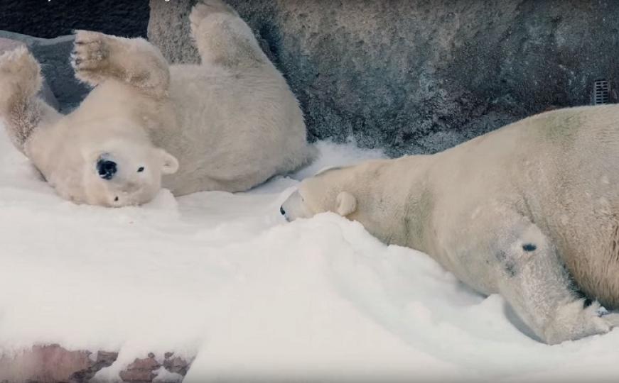 Najljepši poklon: Polarnim medvjedima u zoološkom vrtu dopremili 26 tona snijega (VIDEO)