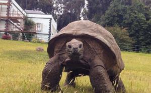 Sa 183 godine: Upoznajte Jonathana, najstariju kornjaču na svijetu! (FOTO+VIDEO)