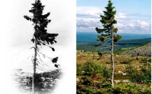  Najstarije drvo na svijetu nalazi se u Švedskoj: Ovako izgleda 9500-godišnji Old Tjikko (FOTO)