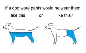 Vrijeme je za ozbiljna pitanja: Kako bi pas nosio pantalone? (FOTO)