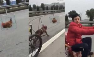 Prijevozno sredstvo kakvo još niste vidjeli: Upregao psa i ispred njega objesio kavez sa kokoškom