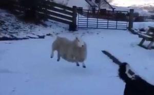 Duh novogodišnjih promjena: Ovca odlučila da je pas (VIDEO)