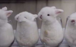 Raznježite se uz zečiće koji spavaju u čašama (VIDEO)