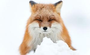 FOTO: Upoznajte lisice s Čukotskog poluotoka 