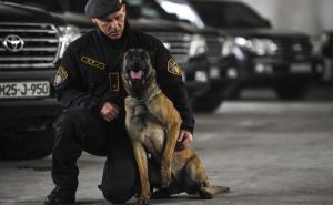 Psi koje Evropa nije mogla obučiti 'zablistali' u BiH: Federalni MUP spašava pse i stvara šampione