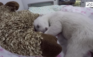 Šta li to sanja ova beba polarnog medvjeda (VIDEO)