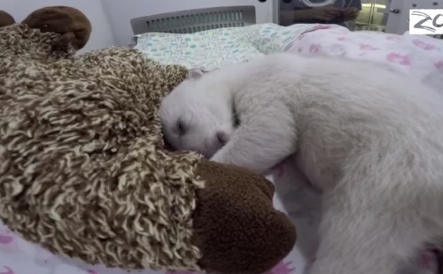 Šta li to sanja ova beba polarnog medvjeda (VIDEO)