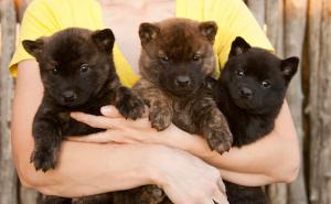 FOTO: Maleni psići poput slatkih meda