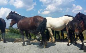 Nesvakidašnji prizor u Livnu: Divlji konji stvaraju probleme vozačima i blokiraju put