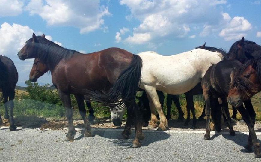 Nesvakidašnji prizor u Livnu: Divlji konji stvaraju probleme vozačima i blokiraju put