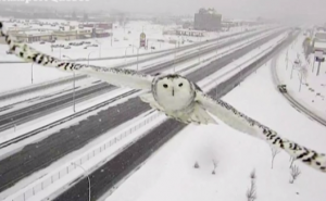 Brzina letenja: Saobraćajna kamera snimila sniježnu sovu u letu (VIDEO)