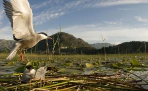 Jubilarno pedeseto zimsko prebrojavanje ptica vodenih staništa i u BiH