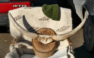 Travničanin pravi trube od bikovih rogova: Mogu poslužiti i kao rekviziti za utakmice (FOTO)