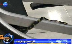 Putnica otkrila zmiju obmotanu oko kolica za prtljag: Aerodrom u Bangkoku uputio izvinjenje