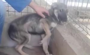 Srce slatko: Zlostavljani psić 'do smrti' se plašio ljudskog dodira, pogledajte ga danas (VIDEO)