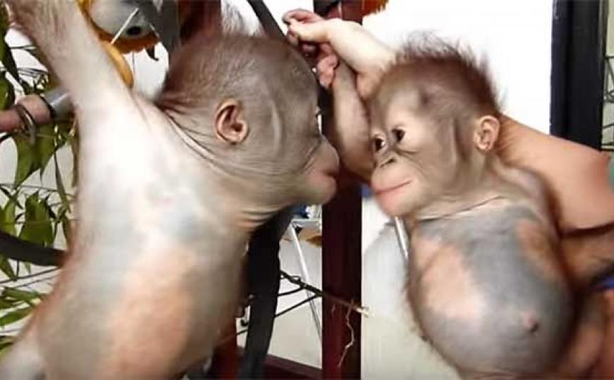 Ljubav na prvi pogled: Upoznavanje dvije bebe orangutana (VIDEO)