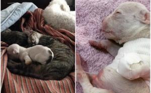 FOTO: Mame mace usvojile preslatko tronogo štene