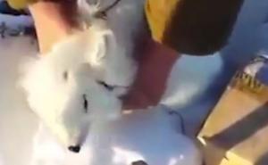 Lukava lija nadmudrila lovce i osvojila srca širom svijeta (VIDEO)