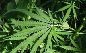 Medicinska marihuana uskoro legalna i u BiH?
