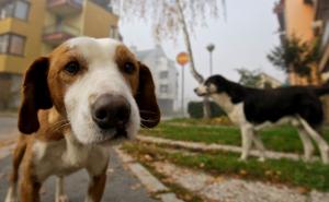 Psi prepoznaju emocije po izrazu lica i intonaciji glasa