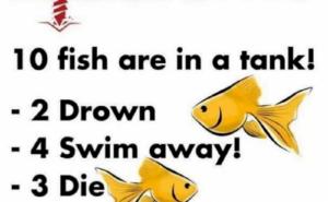 Mozgalica koja je zaludjela mnoge: Pokušajte odgovoriti koliko je riba u akvariju