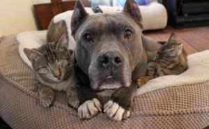 To mora da je ljubav: Dva pit bula postali 'zamjenske mame' slijepim macama (FOTO)