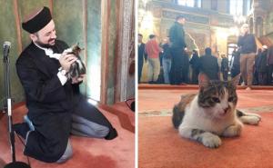 FOTO: Imam otvorio vrata džamije i primio mačke da se ne smrznu